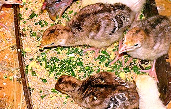How to feed poults correctly: useful tips for beginning farmers