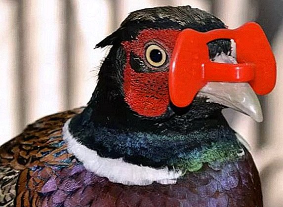 How to wear pheasant glasses