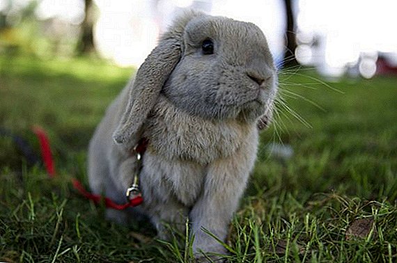 How to wear a leash on a rabbit