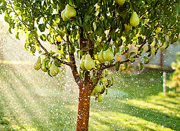 How to trim a pear in the spring