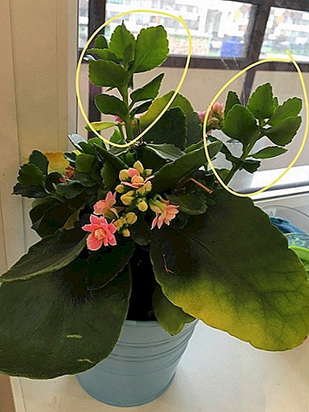 How to cut the Kalanchoe at home?