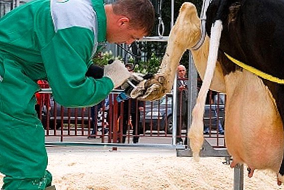 How to trim cows hooves