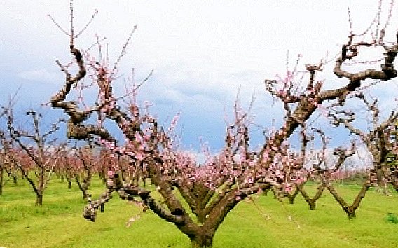 Wie Pfirsichbäume beschneiden