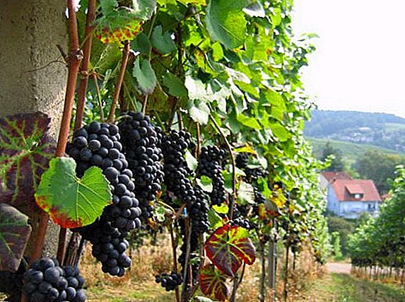 Kako zmanjšati grozdje od nepotrebnih poganjkov poleti