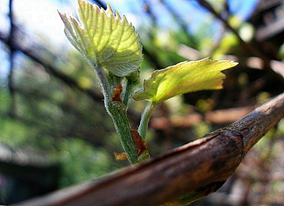 Hoe druiven in de lente te snoeien