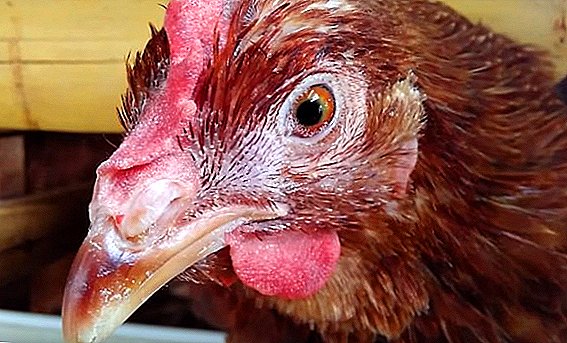 How to correctly identify infectious laryngotracheitis in chickens, control measures and prevention