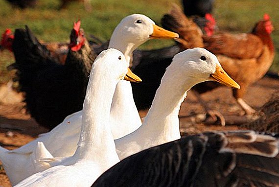 كيف تقلي الدجاج و البط و الاوز مع الفوهة