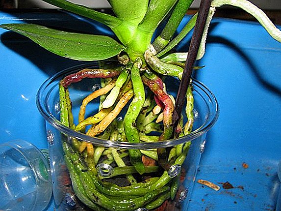Як правильно відростити коріння у орхідеї?