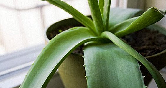 How to transplant aloe at home