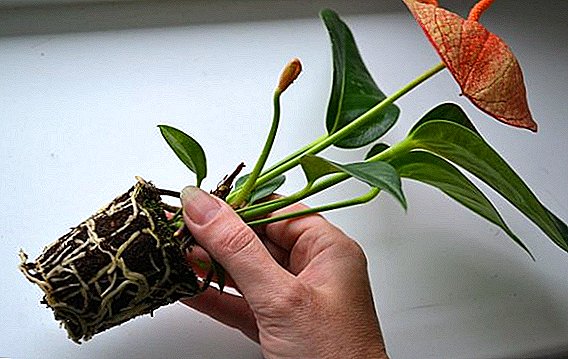Wie kann man Anthurium zu Hause verpflanzen?