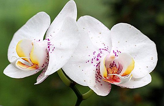 Como transplantar orquídeas bebê