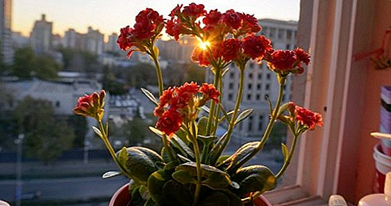 How to properly transplant Kalanchoe at home