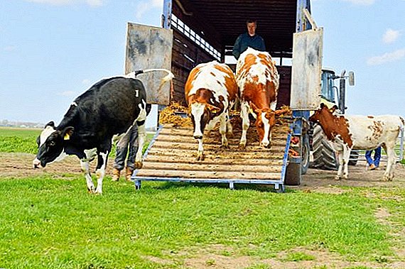 How to transport cattle