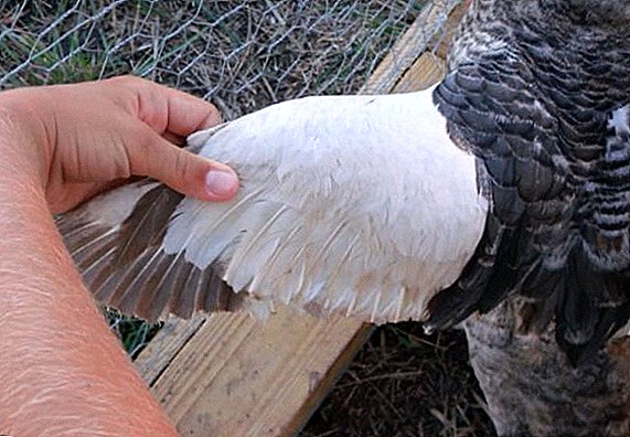 Hoe de vleugels eenden te trimmen