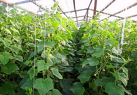 How to tie cucumbers in a greenhouse