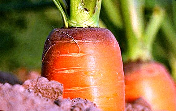 How to water carrots in open ground