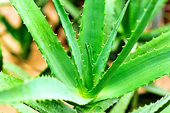 Wie pflanze und züchte ich Aloe zu Hause?