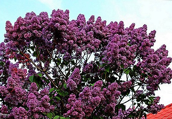 How to plant and grow Persian lilac in the garden