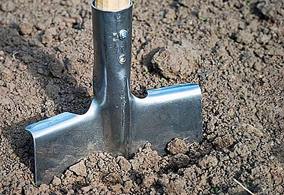 How to plant potatoes "under the shovel"