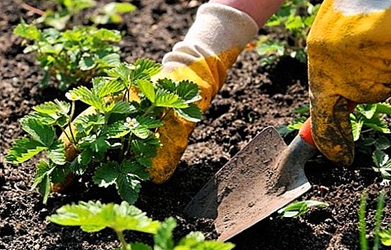 How to plant strawberries in spring: useful tips