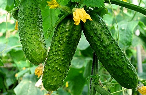 How to plant cucumbers for seedlings: growing at home