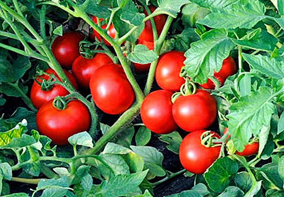 Cara menanam tomat, menggunakan metode Terekhin