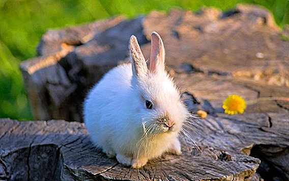 Cách áp dụng Brovaseptol cho thỏ