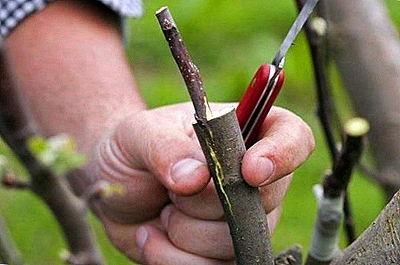 Comment planter un pommier à l'automne sur un vieil arbre