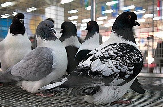 비둘기 번식 방법 : 포괄적 인 팁