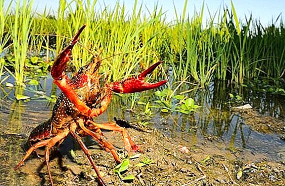 How to breed crayfish at home