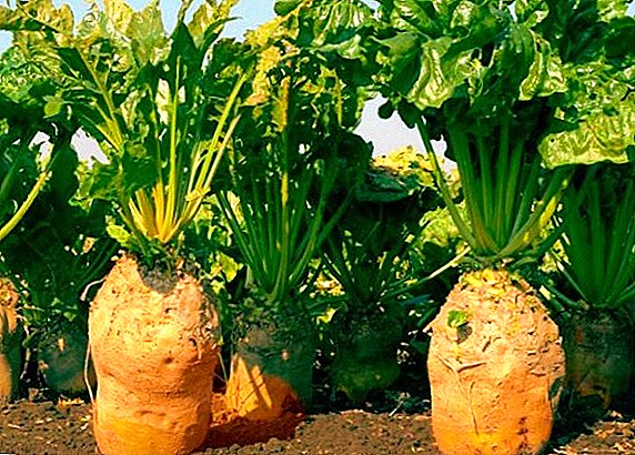 How to plant and care for fodder beet