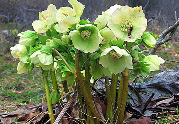 How to plant and care for hellebore