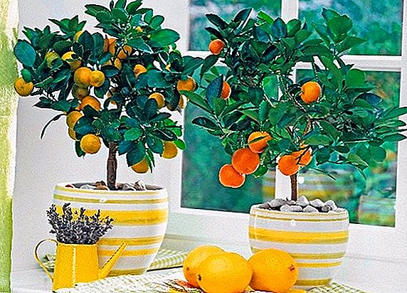 Hoe een mandarijn te planten en thuis voor hem te zorgen
