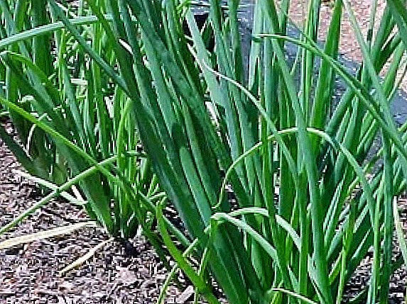 How to plant winter onions