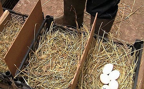 How to make a nest for guinea fowl