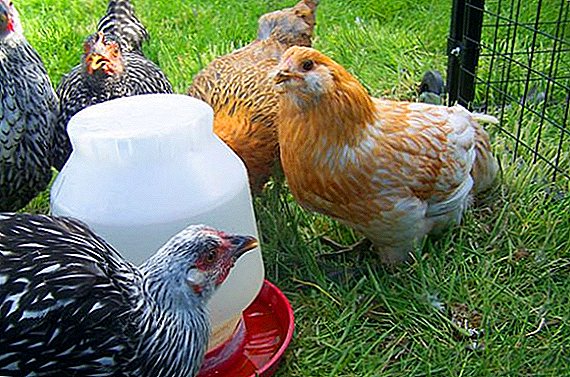 How to make a drinking bowl for chickens with your own hands