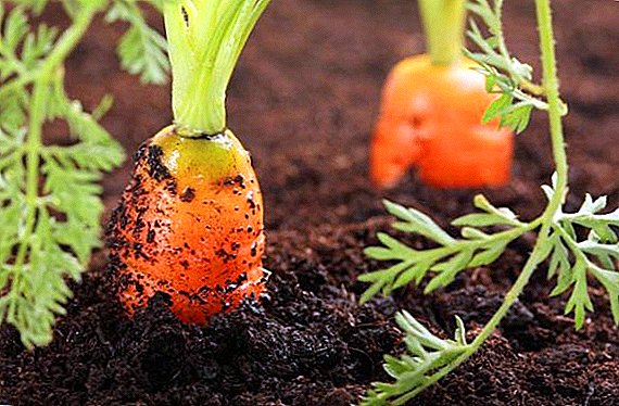 How to sow carrots so that it quickly rose