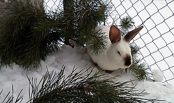 Sådan holder du kaniner om vinteren udenfor
