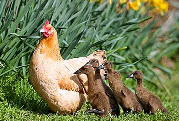 Wie man Enten und Hühner zusammenhält