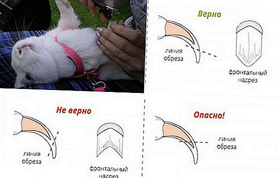 How to cut rabbit claws