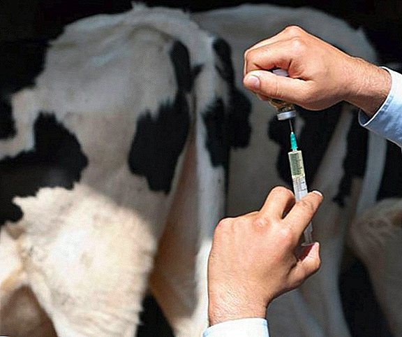 How to put injections to cows and calves