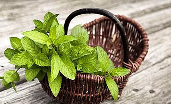How to dry mint for the winter?