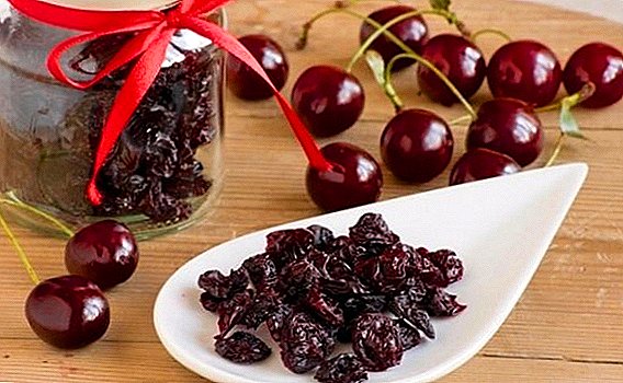 How to dry cherries: in the sun, in the oven and electric drier