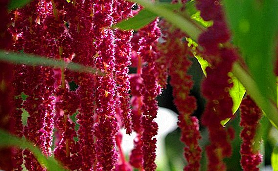 How to properly care for amaranth, useful tips