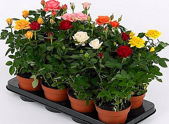 How to care for tea roses at home