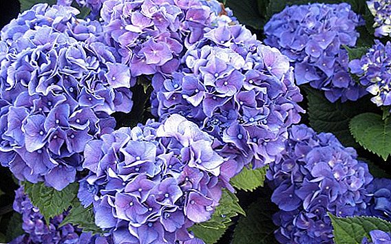How to properly care for hydrangea, useful tips