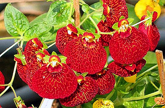 How to care for calceolaria