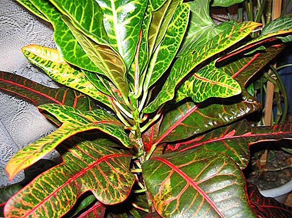 Cómo cuidar Croton: cultivar plantas ornamentales en casa.