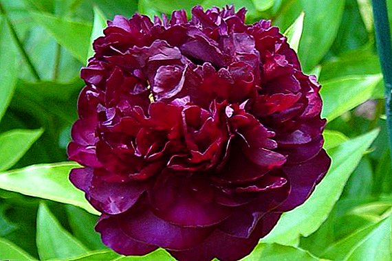 How to care for peonies, useful tips