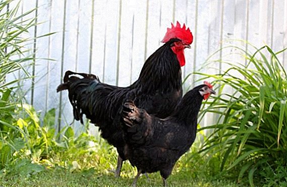How to care for the breed of chickens Xin Xin Dian
